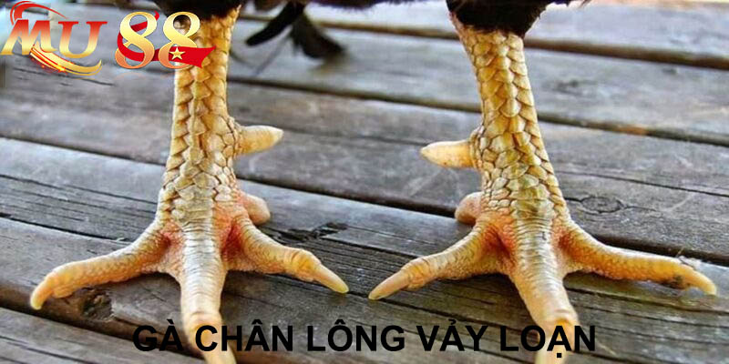 gà chân lông vảy loạn