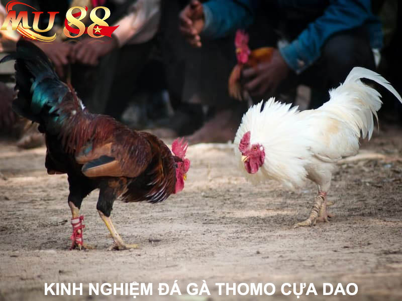 kinh nghiệm đá gà thomo cựa dao