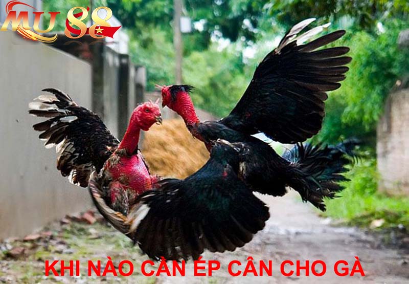 trường hợp cần ép cân cho gà